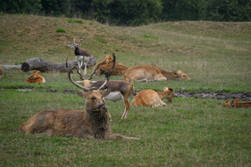 A brown deer is resting on a pasture.

