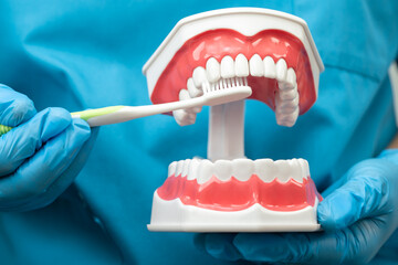 Asian dentist cleaning teeth of human dental model with tooth brush for patient and studying about dentistry.
