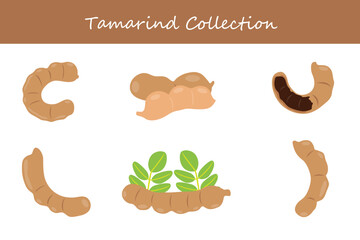 tamarind collection in different poses. Vector illustration.