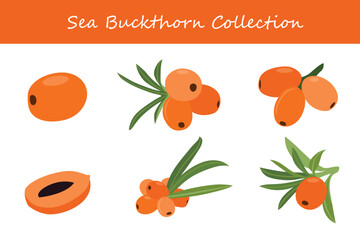 sea buckthorn collection in different poses. Vector illustration.