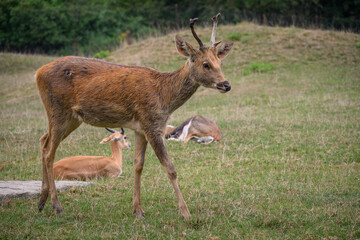 A young Barasinga deer goes.
