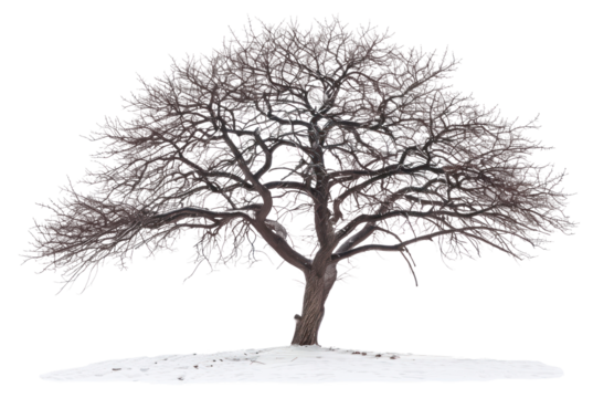 PNG  Solitary tree in winter landscape