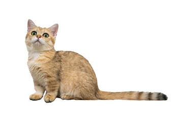 munchkin cat isolated 