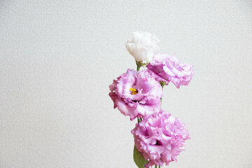 トルコキキョウ