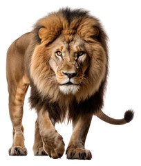 PNG Male lion wildlife mammal animal.