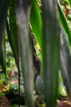 A green python snake on a branch under a leaf.
