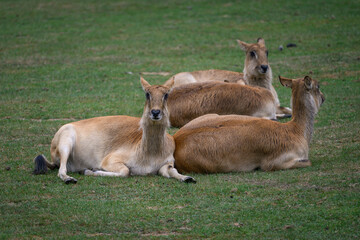 Obraz premium Antelopes resting on grass without horns. 