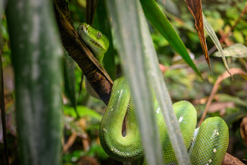 A green python snake on a branch under a leaf.
