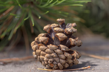 Szyszka sosnowa leżąca pod drzewem. Dojrzała szyszka sosnowa pełna nasion gotowych do wykiełkowania spadła z drzewa. © Grzegorz