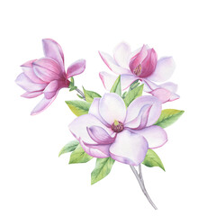 A composition of watercolor flowers, leaves and buds of magnolia.