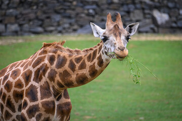 Close-up of the head of a giraffe eating grass.
