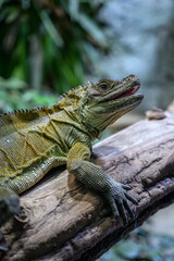 Moluccan agama in head detail.
