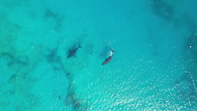 Aerial video of humpback whales and dolphins playing together. Two adults whales and one calf with bottlenose dolphins in Exmouth, Western Australia. Beautiful marine life. Coral coast, Ningaloo reef.