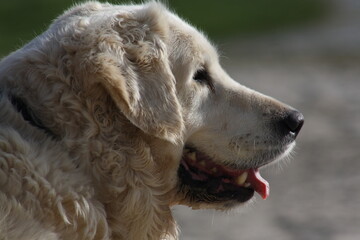 Gros plan d'un magnifique golden retriever