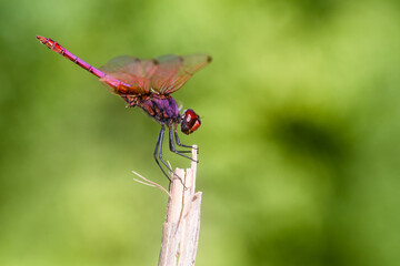 Libellule anisoptère, Trithémis pourpré, posée sur une brindille abdomen relevé sur fond vert de feuillage