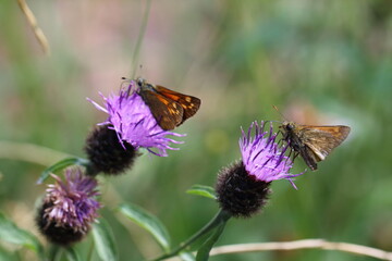 large skipper (Ochlodes sylvanus)