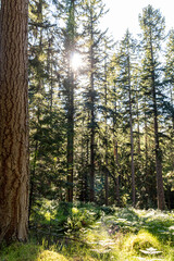 Glen Affric in the scottish Highlands