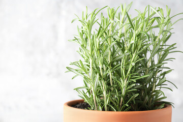 Aromatic rosemary plant in pot against light grey background, closeup. Space for text