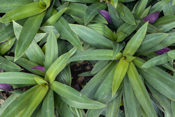 Obraz premium Close-Up of Lush Green Tree Leaves Outdoors