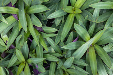 Close-Up of Lush Green Tree Leaves Outdoors