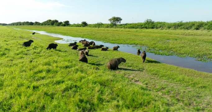 Capybaras Along Swamp In Los Llanos, Apure, Venezuela - Drone Shot