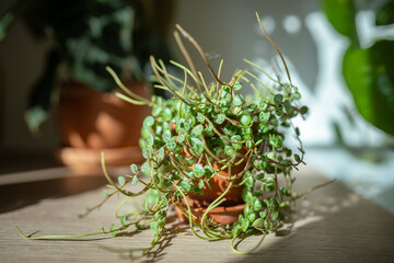Closeup of Peperomia Prostrata (string of turtles) houseplant in ceramic flower pot on wooden table at home, sunlight. Trendy unpretentious plant concept. Selective soft focus