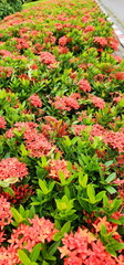 Ixora spp is popularly planted as a fence tree and used in teacher worship ceremonies. Bright red west Indian Jasmine blossoming. Ixora chinensis Lamk, There are 4 petals and it blooms all year round
