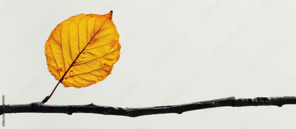 Poster dry yellow linden leaf on black ornate branch autumn motif horizontal banner for web design white ba