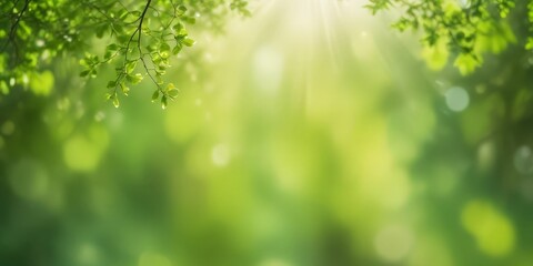 Obraz premium a serene natural scene with sunlight filtering through the lush green leaves of trees, creating a warm and tranquil atmosphere