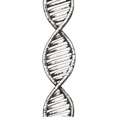 Detailed hand-drawn DNA helix in vintage style, ideal for science and educational illustrations