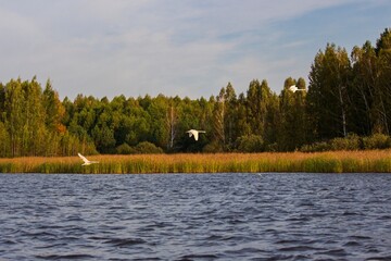 Beautiful forest lake with swans