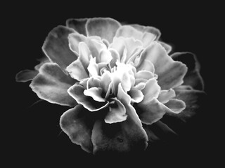 Cravo Fantasmagórico