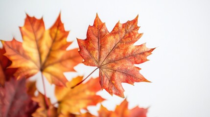 Fototapeta premium Close-up view of maple leaves in rich autumn colors against a white backdrop, showcasing their fine details and textures