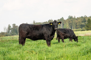 Black angus cow standing on field, forest in background, summer day. © Mariliis