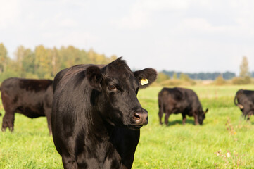 Black angus portrait on summer day in sunlight