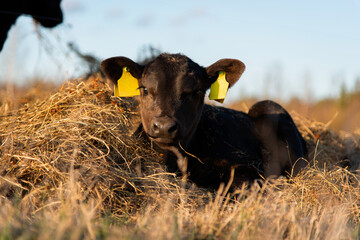 Black angus calf portrait laying in hay straw © Mariliis