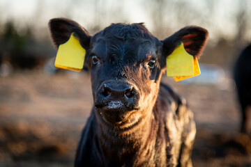 Black angus calf portrait photo