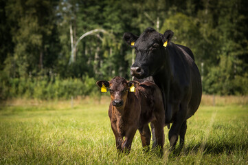 Black angus cows and calves on grassland