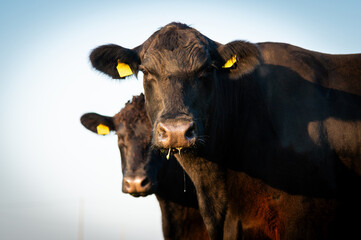 Black angus portrait on summer day in sunlight