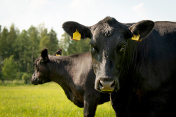 Black angus portrait on summer day in sunlight