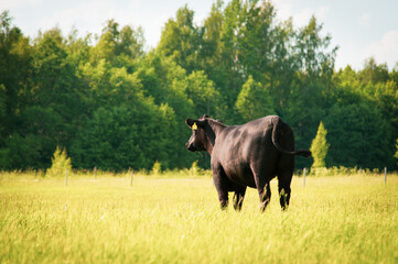 Black angus cow standing on field, forest in background, summer day.