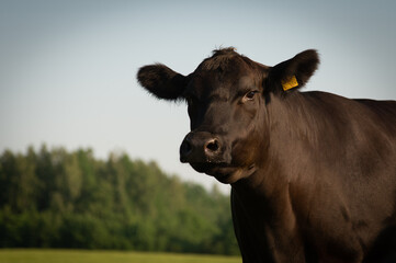 Black angus portrait on summer day in sunlight