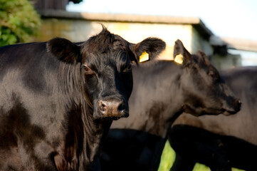 Black angus portrait on summer day in sunlight