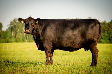 Black angus cow standing on field, forest in background, summer day.