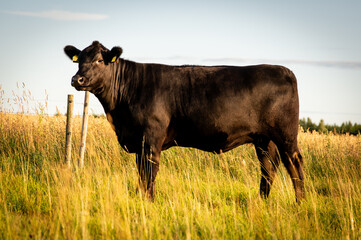 Black angus cow standing on field, forest in background, summer day.