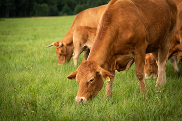 Red limousin beef cattle walking on summer day, cows and calves. Meadow. Forest in background. Suckling herd