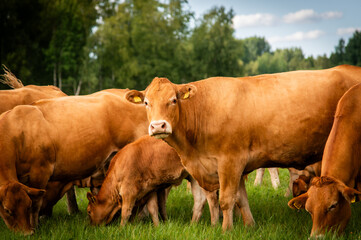 Red limousin beef cattle walking on summer day, cows and calves. Meadow. Forest in background....