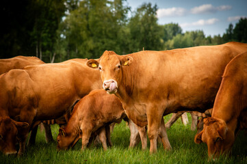 Red limousin beef cattle walking on summer day, cows and calves. Meadow. Forest in background. Suckling herd