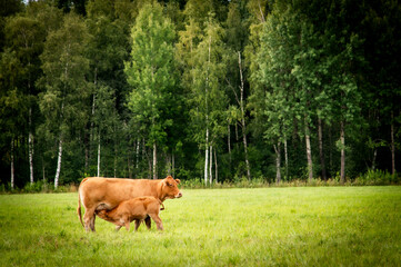 Red limousin beef cattle walking on summer day, cows and calves. Meadow. Forest in background. Suckling herd