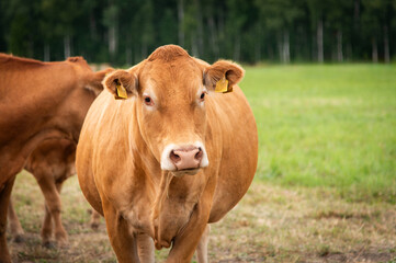 Red limousin beef cattle walking on summer day, cows and calves. Meadow. Forest in background. Suckling herd